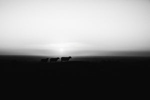 Three sheep in the Irish Landscape.  This is Tara in Ireland's Ancient East. A beautiful shot of the Irish Landscape.