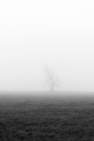 A lonesome tree on a foggy morning in Black and White.
