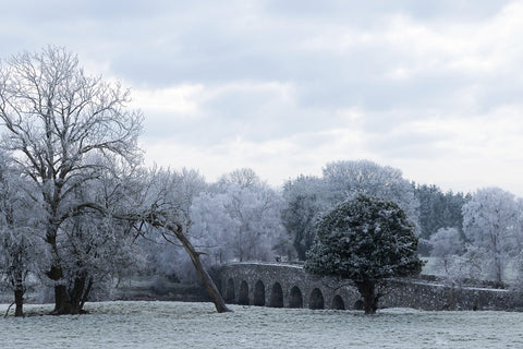 Bective Abbey with frosted trees during the cold snap of December 2022.