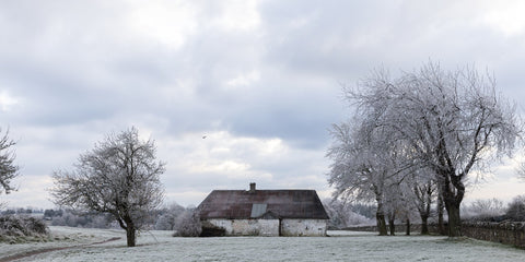 The derelict cottage at Bective Abbey.