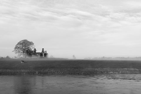 A black and white of Bective Abbey seen from the banks of the river Boyne on a foggy morning. A cow grazes happily in the morning fog.
