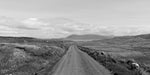 A sheep wandering near a road on Clare Island looking across to the mainland in black and white.