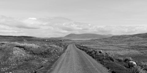 A sheep wandering near a road on Clare Island looking across to the mainland in black and white.