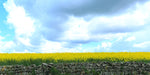 A field of Yellow rape seed oil, a stone wall and a dramatic sky at Darver, Co. Louth.