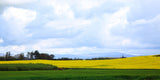A field of Yellow rape seed oil and a dramatic sky at Darver, Co. Louth.