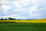 A field of yellow oil seed rape and a dramatic sky at Darver, Co. Louth