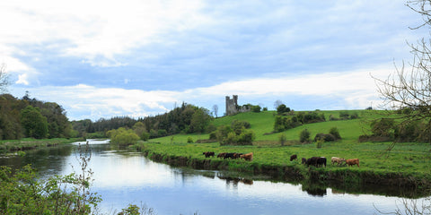 A calm river Boyne at Ardmulchan towards grazing cattle and the ruins of Dunmoe castle.