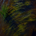 A detail of reeds in the river Boyne at Kilcarn Bridge, Navan.