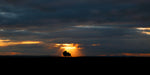  A sheep and her lamb looking at a blazing sunset on the Hill of Tara.