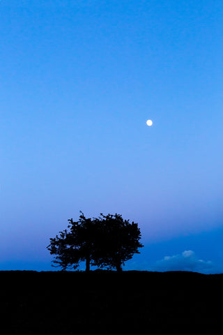 Two hawthorn trees on the Hill of Tara against the backdrop of a beautiful blue sky with the moon beaming down upon them.
