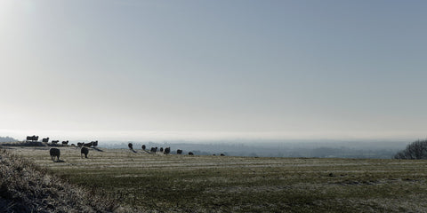 Sheep graze on a winter morning on Tara Hill.