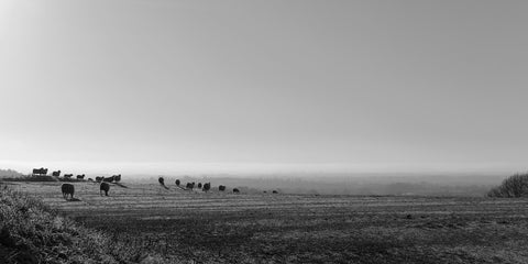 Sheep graze on a winter morning on Tara Hill in black and white.