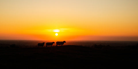 Tommy, Hector and Laurita.  Three sheep and a beautiful Tara sunset.  The blazing sun in the sky behind the sheep gives the picture a sense of calm and serenity.