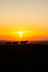 Tommy, Hector and Laurita.  Three sheep and a beautiful Tara sunset.  The blazing sun in the sky behind the sheep gives the picture a sense of calm and serenity.