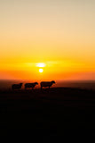 Tommy, Hector and Laurita.  Three sheep and a beautiful Tara sunset.  The blazing sun in the sky behind the sheep gives the picture a sense of calm and serenity.