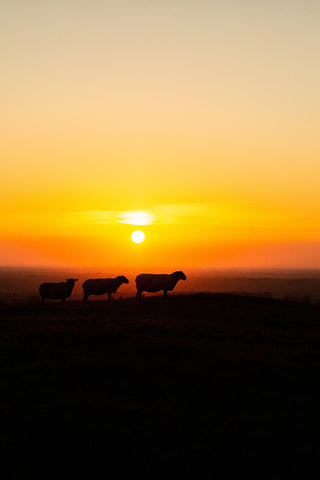 Tommy, Hector and Laurita.  Three sheep and a beautiful Tara sunset.  The blazing sun in the sky behind the sheep gives the picture a sense of calm and serenity.