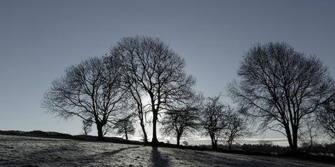 The low winter morning sun casts long shadows on the rolling hill. Tara is a place of outstanding natural beauty.