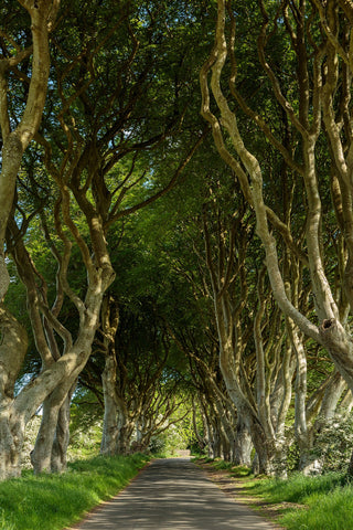 The Dark Hedges of Antrim. This beautiful avenue of beech trees were planted in the 18th Century to impress visitors as they arrived to the Stuart family residence. It is a beautiful scene and has been made even more famous in the last few years as The King's Road in Game of Thrones