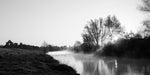 A black and white of the sun rising over the fog on the River Boyne as sheep graze in the early morning at the ruins at Newtown, Trim. 